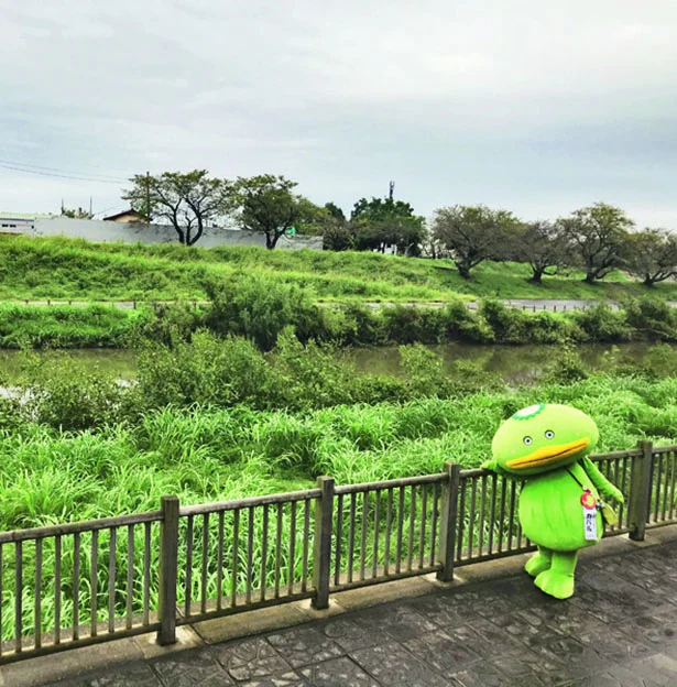 志木市には、荒川・柳瀬川・新河岸川が流れてるお。この清流 が変わらないことがカパルの願い