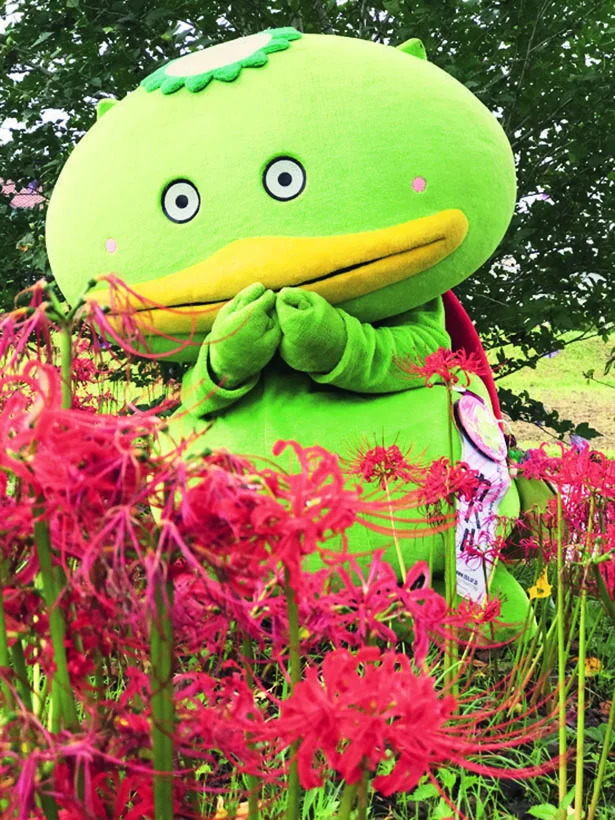 駅から足を延ばすと緑がいっぱい。今日はコスモスが咲いてるかな～とおもて来たら、彼岸花が …。しかも枯れてるお！(汗)