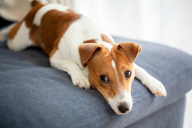 イチゴが愛犬の命を救う？