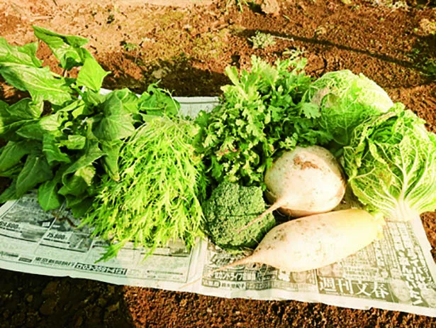 【写真を見る】安心野菜がたっぷり食べられて幸せ