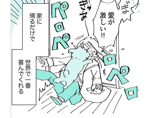 家に帰るだけで世界で一番喜んでくれる　うちのトイプーがアイドルすぎる。2（2）