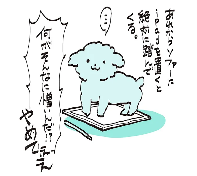 「iPadよりボクを見て♪」と言わんばかりのうちの小悪魔には敵わない 　うちのトイプーがアイドルすぎる。2（7）