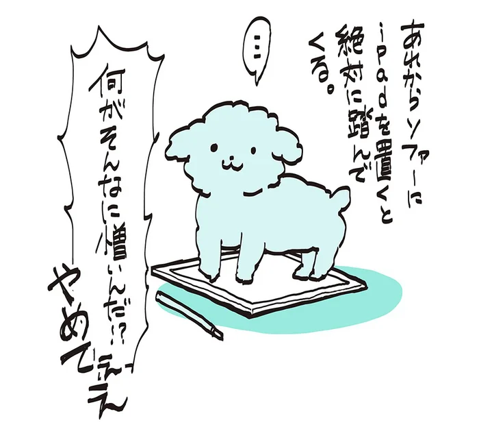 「iPadよりボクを見て♪」と言わんばかりのうちの小悪魔には敵わない 　うちのトイプーがアイドルすぎる。2（7）
