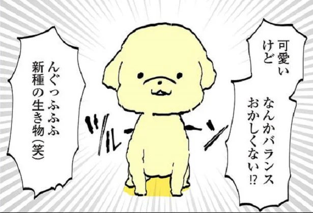 新種の生き物！？ トリミングサロンでの悲劇　うちのトイプーがアイドルすぎる。2（10）