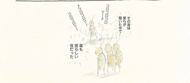 夏に響く、男らしいコオロギの鳴き声