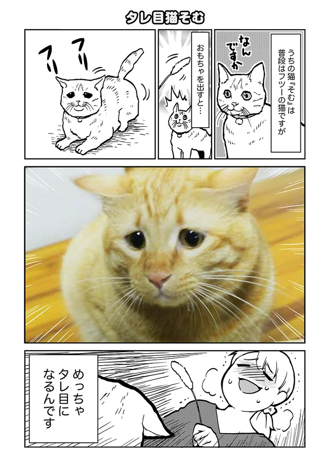 めっちゃタレ目になるうちのねこが可愛すぎるんじゃ タレ目猫そむ 1 連載 レタスクラブ