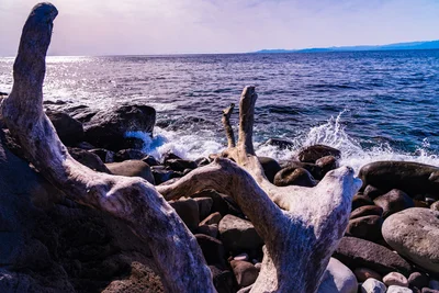 流木拾いは発想力がとっても重要！