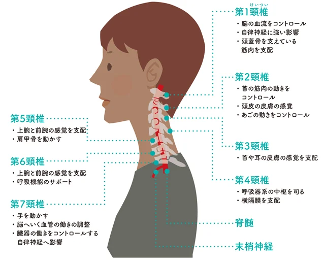 頸椎と体の各器官・働きとのつながり