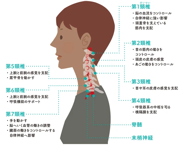 めまい 首 の 痛み 頸椎症、頸椎ヘルニアで頭痛や吐き気、めまいが出る理由