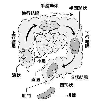 小腸と大腸の働き