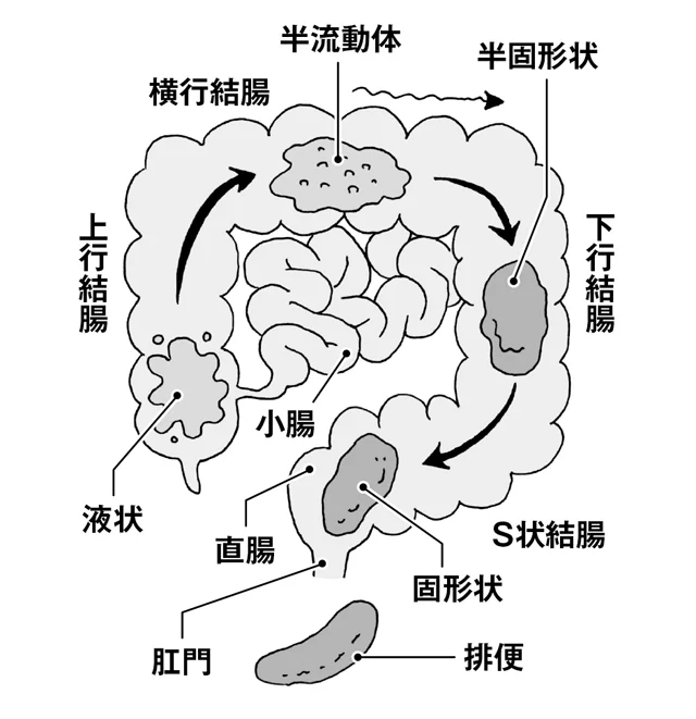 小腸と大腸の働き