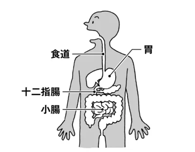 消化管と排便のしくみ