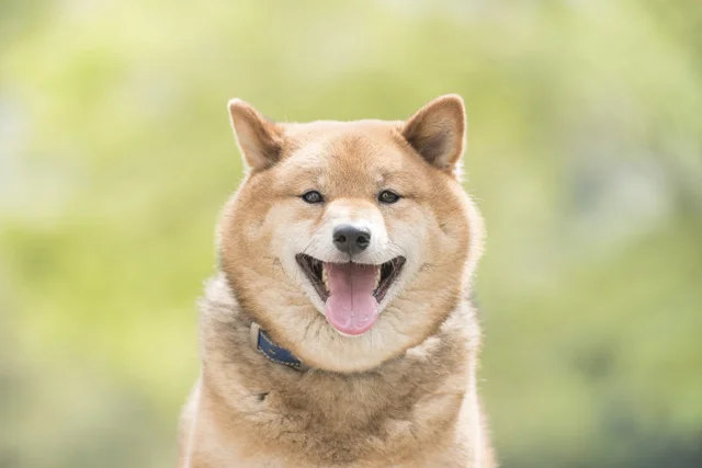 Sns上でよく見かける 犬の笑顔 の写真 それって本当に心から笑っているの レタスクラブ