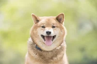 SNS上でよく見かける“犬の笑顔”の写真… それって本当に心から笑っているの？
