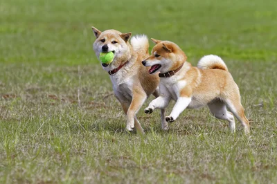 【写真】犬の人間臭い姿を日本警察犬協会訓練士が徹底解説！