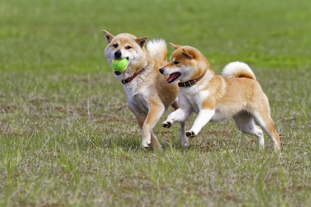 Sns上でよく見かける 犬の笑顔 の写真 それって本当に心から笑っているの レタスクラブ