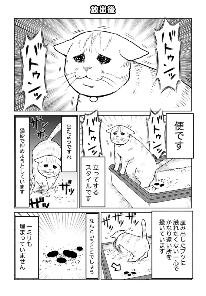 飛び出すそむちゃん 舞う猫砂 むき出しの便 我が家の地獄絵図 タレ目猫そむ 7 連載 レタスクラブ 飛び出すそむちゃん 舞う猫砂 むき出しの便 我が家の地獄絵図 タレ目猫そむ 7 連載 レタスクラブ