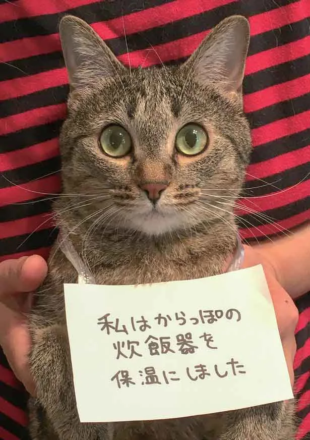 「悪いことをしました」SNSでバズったスター猫満載！バズにゃん(2)【連載】