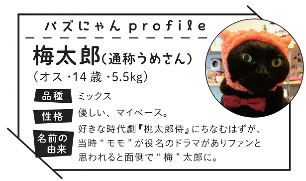 バズにゃんプロフィール:梅太郎