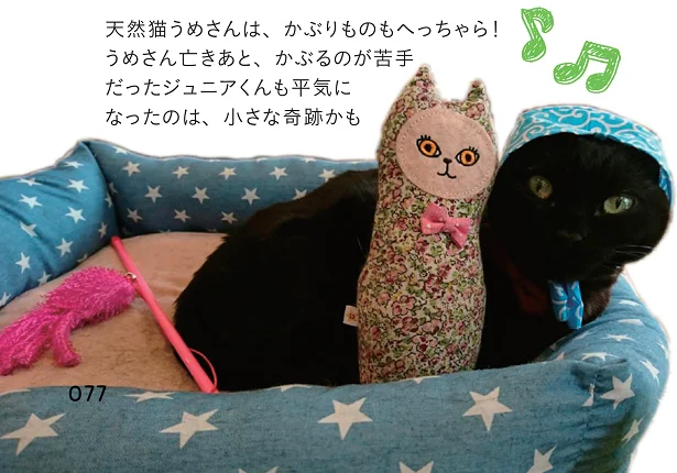 天然猫うめさんは、かぶりものもへっちゃら!