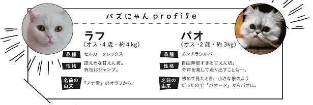 バズにゃんプロフィール:ラフ・パオ