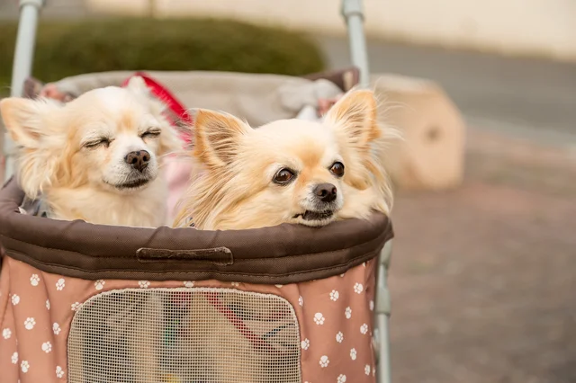【写真】“犬用カート”に驚いた外国人、思わず激写！？