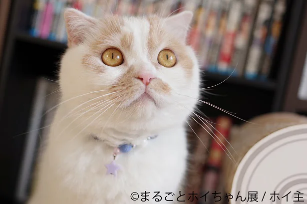 可愛すぎて罪…！27万人をトリコにした、史上最強の甘え猫「ホイちゃん」が愛くるしすぎる！