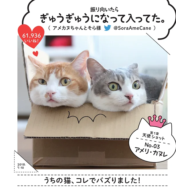 「振り向いたら ぎゅうぎゅうになって入ってた。」SNSでバズったスター猫満載！バズにゃん(6)【連載】