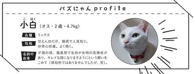  出典：バズにゃん SNSでみんなを笑顔にした猫69匹の秘密がギュッ!