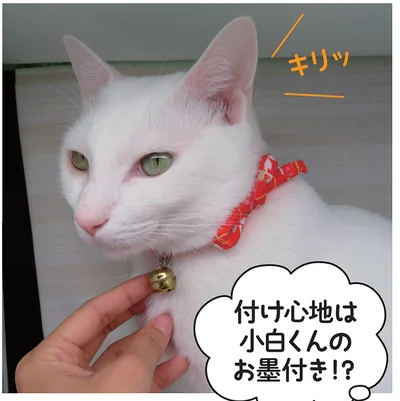  出典：バズにゃん SNSでみんなを笑顔にした猫69匹の秘密がギュッ!