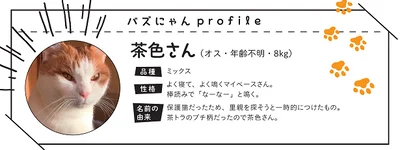  出典：バズにゃん SNSでみんなを笑顔にした猫69匹の秘密がギュッ!（ねこナビ著）