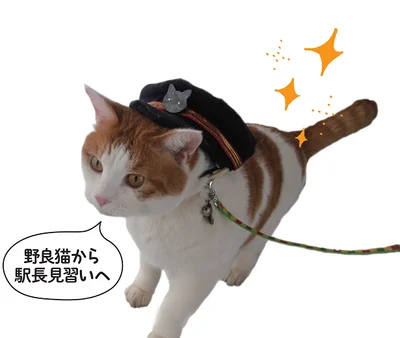 【画像】現在は猫駅長見習い。駅長帽子姿にキューン！