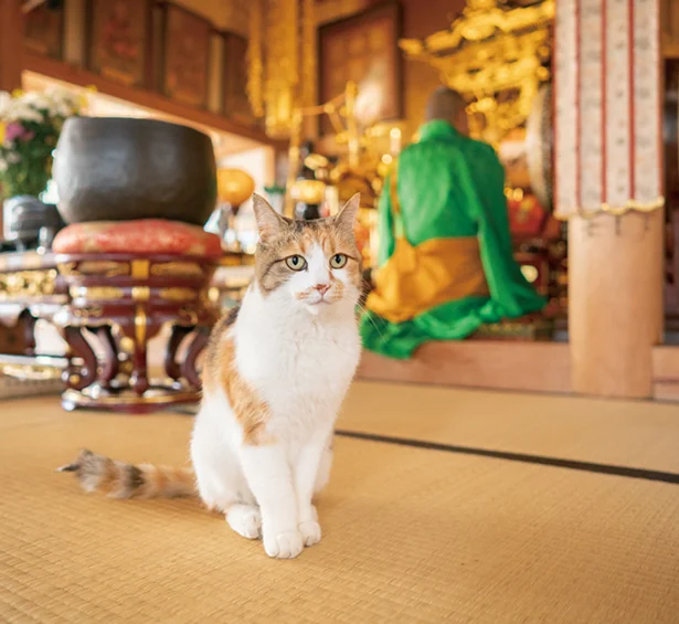 お寺の猫4匹と住職との、やさしく柔らかな日常の様子を切り取った写真がいっぱい