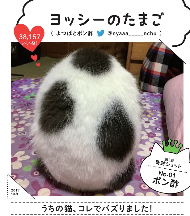 「ヨッシーのたまご」SNSでバズったスター猫満載！バズにゃん(9)【連載】