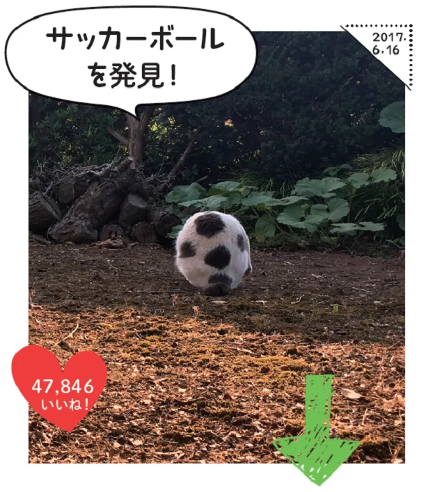 【画像】お外ではサッカーボールに変身…！こちらも神ショット