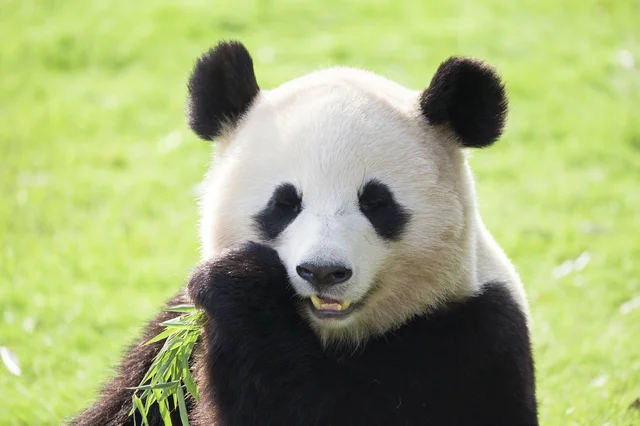 パンダの繁殖を支える飼育員たちの苦労とは？