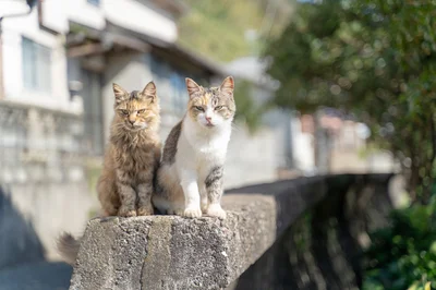 猫と人間が共存する街・イスタンブール