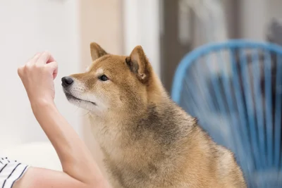 愛犬に懐いてもらうには信頼関係が大切！