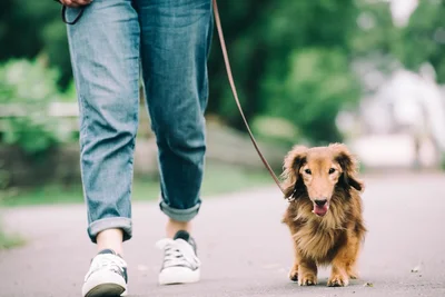 【写真】初めての外に驚いて動かなくなってしまう子犬も