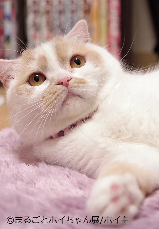 出典:「ねこ休み展」スピンオフ公認! まるごとホイちゃん ファースト写真集
