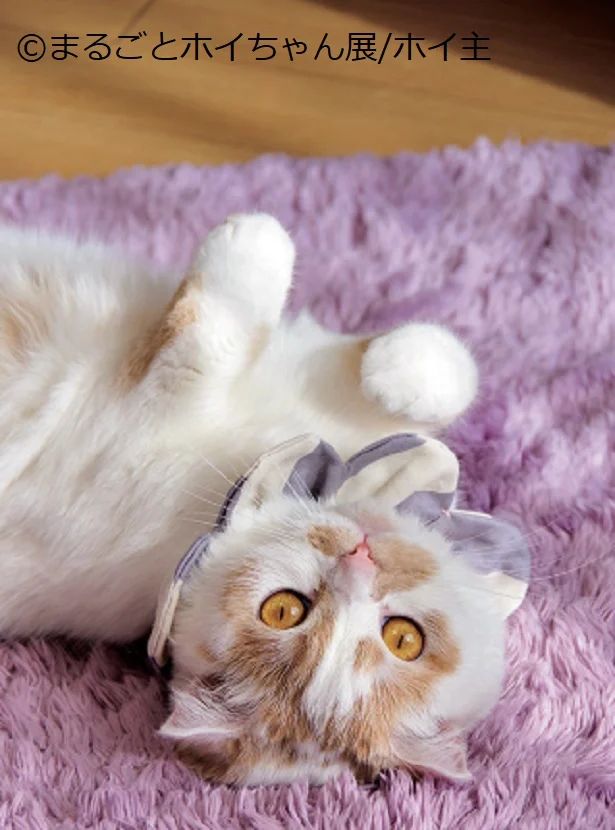SNSフォロワー数27万強の大人気すぎるスターネコ・ホイちゃんが愛くるしい！★「まるごとホイちゃん」（2）【連載】
