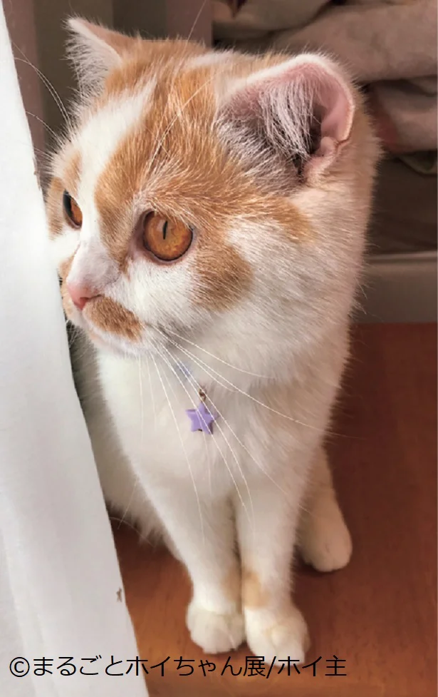 【画像】「まるごとホイちゃん」写真集より。可愛すぎるホイちゃん