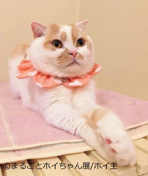 出典:「ねこ休み展」スピンオフ公認! まるごとホイちゃん ファースト写真集