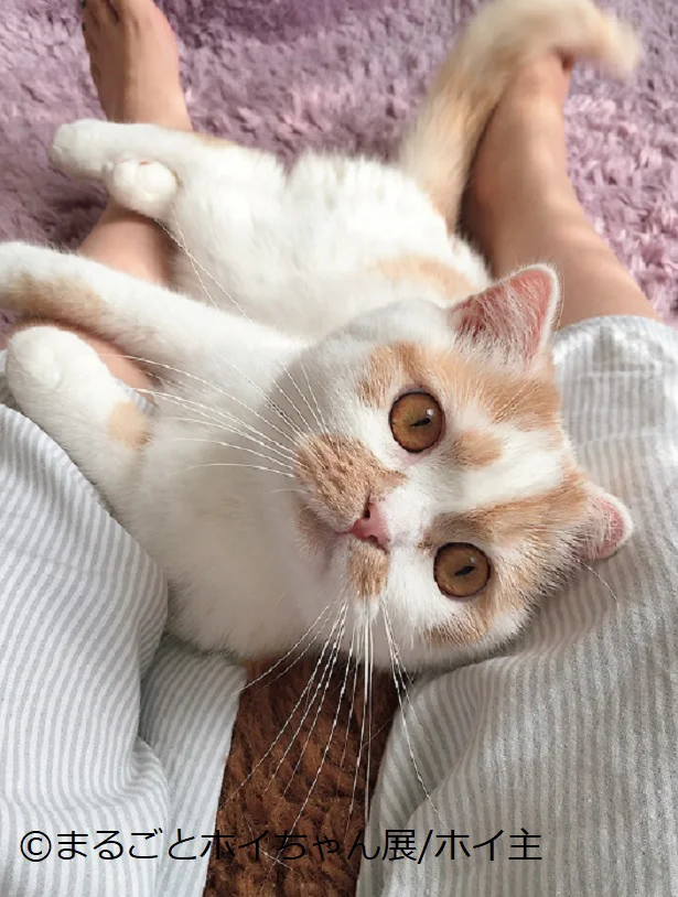 見るだけでキューン！SNSフォロワー数27万強の大人気すぎるスターネコ・ホイちゃん！★「まるごとホイちゃん」（4）【連載】