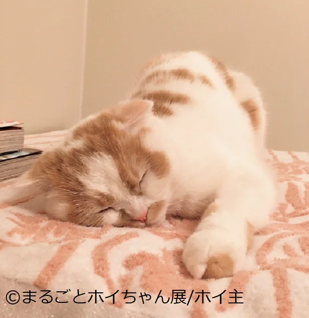 出典:「ねこ休み展」スピンオフ公認! まるごとホイちゃん ファースト写真集