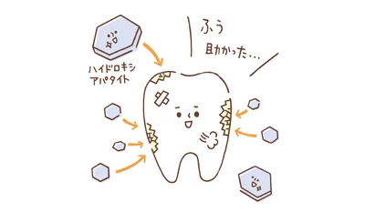 フッ素や薬用ハイドロキシ アパタイトなど歯の再石 灰化を助ける成分入りを