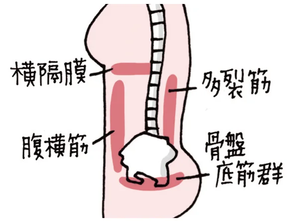 体幹を支える4つの筋肉がインナーマッスル