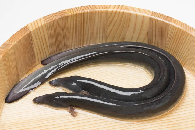 うな重が生まれたのは“保温”がきっかけ?