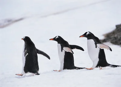 【写真】ペンギンは北極にたどりつけなかった？