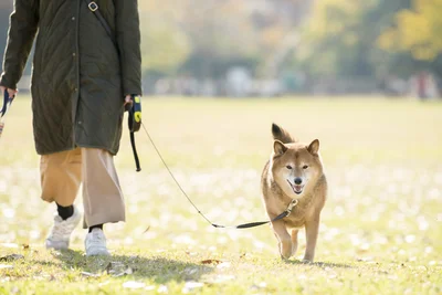 “農耕文化”がイヌとの絆をより深めた！？